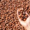 A farmer's hand holding freshly harvested hazelnuts against a backdrop of more nuts in Türkiye.