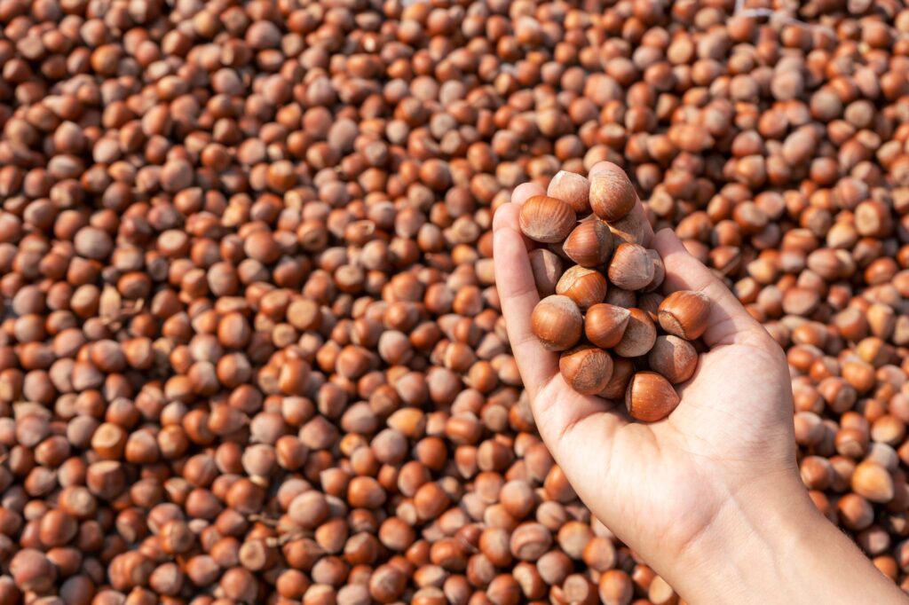 A farmer's hand holding freshly harvested hazelnuts against a backdrop of more nuts in Türkiye.