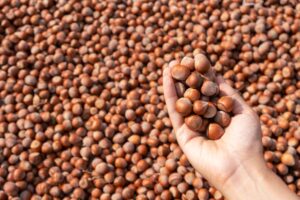 A farmer's hand holding freshly harvested hazelnuts against a backdrop of more nuts in Türkiye.